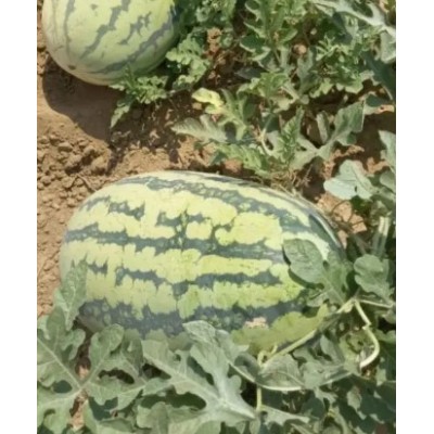 Драгон F1 - семена арбуза, 1000сем., Libra Seeds